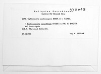 Scoleconectria scolecospora image